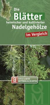 Bestimmungskarte - Die Blätter heimischer und kultivierter Nadelgehölze im Vergleich